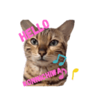 Nukosama English3 with friends日本語英語（個別スタンプ：6）