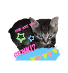 Nukosama English3 with friends日本語英語（個別スタンプ：12）