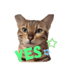 Nukosama English3 with friends日本語英語（個別スタンプ：13）