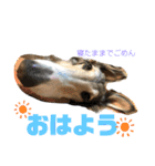 ボルゾイアンジーのあるある姿です。（個別スタンプ：11）