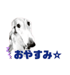 ボルゾイアンジーのあるある姿です。（個別スタンプ：20）