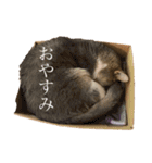 坂本家のそらたむ（個別スタンプ：2）