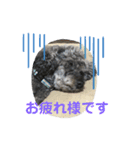 プードル 【心の叫び】（個別スタンプ：5）