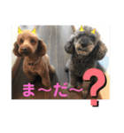 プードル 【心の叫び】（個別スタンプ：7）