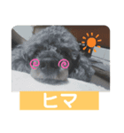 プードル 【心の叫び】（個別スタンプ：8）