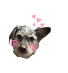 犬の気持ちphoto stamp【愛犬めるたん】（個別スタンプ：1）