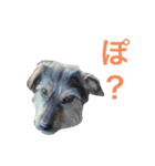 犬の気持ちphoto stamp【愛犬めるたん】（個別スタンプ：2）