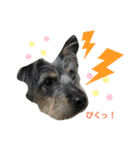 犬の気持ちphoto stamp【愛犬めるたん】（個別スタンプ：4）