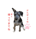 犬の気持ちphoto stamp【愛犬めるたん】（個別スタンプ：5）