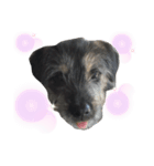 犬の気持ちphoto stamp【愛犬めるたん】（個別スタンプ：6）