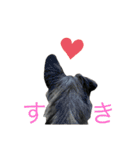 犬の気持ちphoto stamp【愛犬めるたん】（個別スタンプ：7）