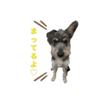 犬の気持ちphoto stamp【愛犬めるたん】（個別スタンプ：8）