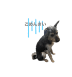 犬の気持ちphoto stamp【愛犬めるたん】（個別スタンプ：9）