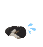 犬の気持ちphoto stamp【愛犬めるたん】（個別スタンプ：10）