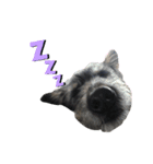 犬の気持ちphoto stamp【愛犬めるたん】（個別スタンプ：11）