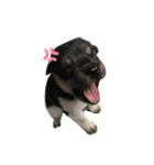 犬の気持ちphoto stamp【愛犬めるたん】（個別スタンプ：12）