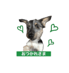 犬の気持ちphoto stamp【愛犬めるたん】（個別スタンプ：13）
