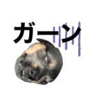 犬の気持ちphoto stamp【愛犬めるたん】（個別スタンプ：14）