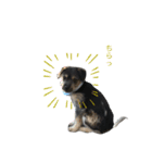犬の気持ちphoto stamp【愛犬めるたん】（個別スタンプ：15）