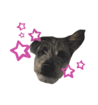 犬の気持ちphoto stamp【愛犬めるたん】（個別スタンプ：16）
