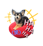 いぬスタイル（個別スタンプ：1）