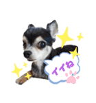 いぬスタイル（個別スタンプ：7）