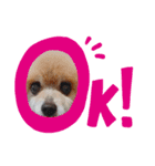 いぬスタイル（個別スタンプ：8）