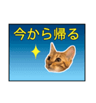 ベンガルのルル（個別スタンプ：1）