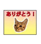 ベンガルのルル（個別スタンプ：3）