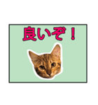ベンガルのルル（個別スタンプ：5）