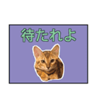 ベンガルのルル（個別スタンプ：6）