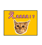 ベンガルのルル（個別スタンプ：10）
