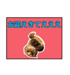 ベンガルのルル（個別スタンプ：11）
