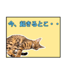 ベンガルのルル（個別スタンプ：13）