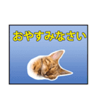 ベンガルのルル（個別スタンプ：14）