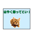 ベンガルのルル（個別スタンプ：15）