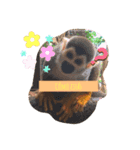 Latímal（個別スタンプ：2）