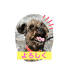 ゆかいな動物コレクション（個別スタンプ：1）