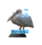 ゆかいな動物コレクション（個別スタンプ：2）