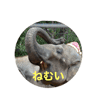 ゆかいな動物コレクション（個別スタンプ：5）