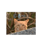 ゆかいな動物コレクション（個別スタンプ：8）