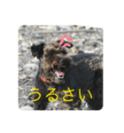 ゆかいな動物コレクション（個別スタンプ：9）