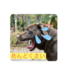 ゆかいな動物コレクション（個別スタンプ：12）
