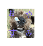 ゆかいな動物コレクション（個別スタンプ：15）