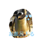 ゆかいな動物コレクション（個別スタンプ：20）