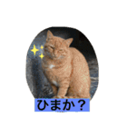 ゆかいな動物コレクション（個別スタンプ：23）