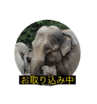 ゆかいな動物コレクション（個別スタンプ：24）