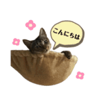 我が家の猫 るるちゃん2（個別スタンプ：1）