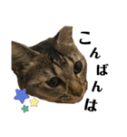 我が家の猫 るるちゃん2（個別スタンプ：2）