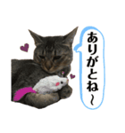 我が家の猫 るるちゃん2（個別スタンプ：3）